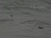 Rosse franjepoot [Phalaropus fulicarius] - Zuiderhavenhoofd Scheveningen Zuid-Holland (30okt2025)  